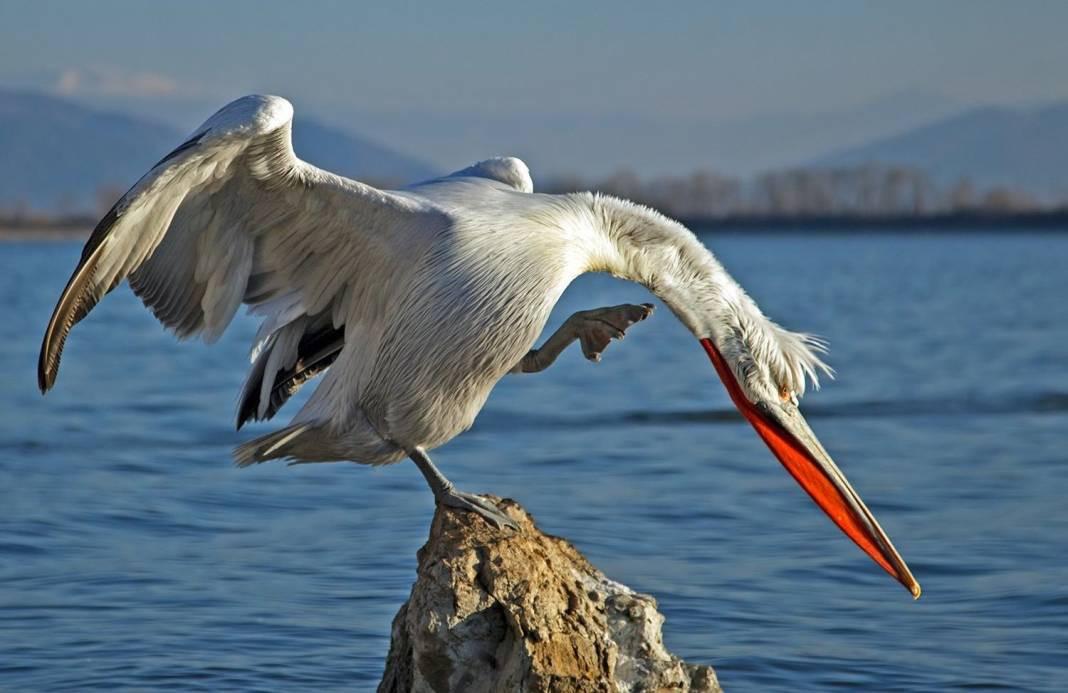 Anadolu Parsını avlayanlar yandı! Cezası 30 milyon lira - Resim: 6